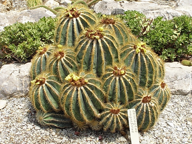 Eriocactus magnificus (3027 відвідувань) Eriocactus magnificus