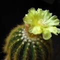 Eriocactus warasii (2512 відвідувань) Eriocactus warasii