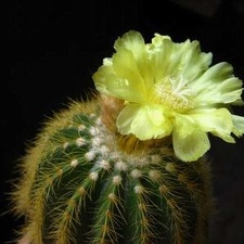 Eriocactus warasii (2512 відвідувань) Eriocactus warasii