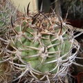 Eriosyce_ceratistes_Burzak_FG.JPG