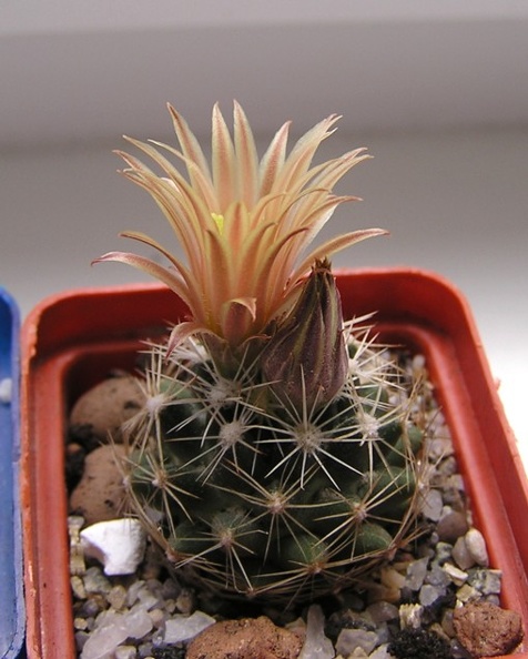 Escobaria_Neobessia_similis.jpg
