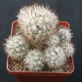 Escobaria bella (2372 відвідувань) Escobaria bella