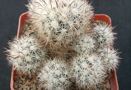 Escobaria bella (2370 відвідувань) Escobaria bella