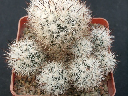 Escobaria bella (2372 відвідувань) Escobaria bella