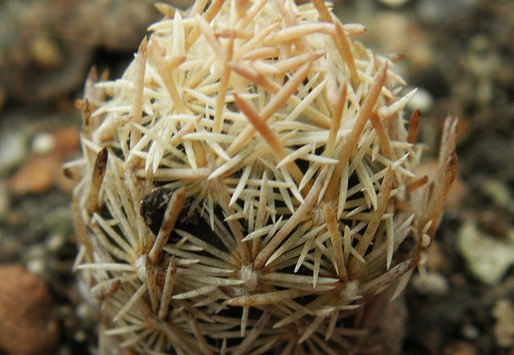Escobaria minima (2501 відвідувань) Escobaria minima