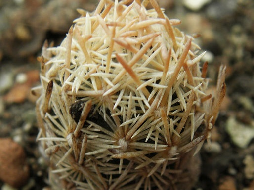 Escobaria minima (2503 відвідувань) Escobaria minima