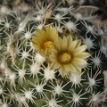 Escobaria_robbinsorum.JPG