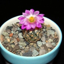 Ph Escobaria nellii VitNat (2101 відвідувань) Ph Escobaria nellii VitNat