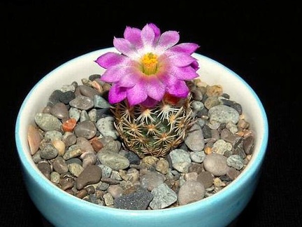 Ph Escobaria nellii VitNat (2101 відвідувань) Ph Escobaria nellii VitNat