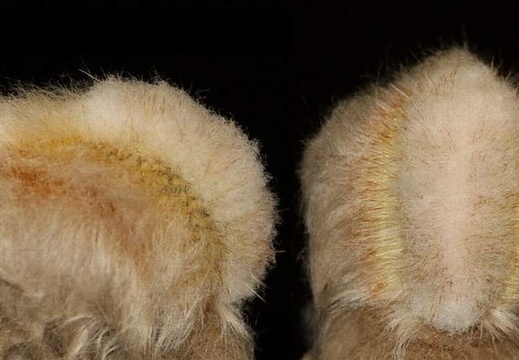 Espostoa huanucensis cristata (2369 відвідувань) Espostoa huanucensis cristata