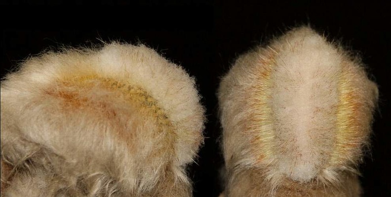 Espostoa_huanucensis_cristata.jpg