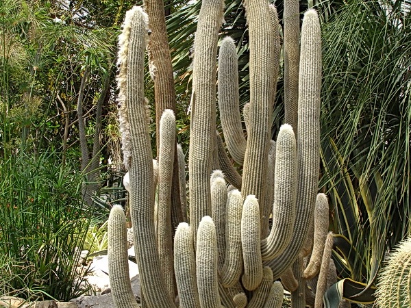Espostoa lanata (191 відвідувань) Espostoa lanata