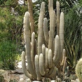 Espostoa_lanata.jpg