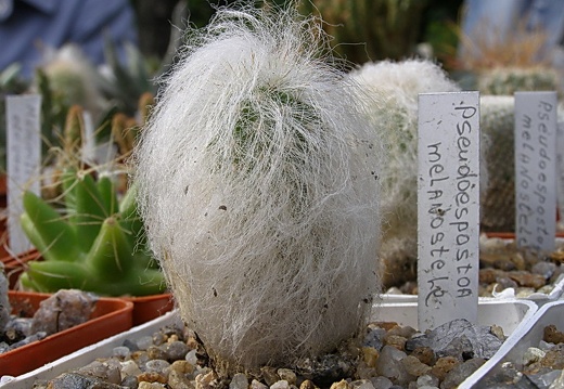 Espostoa melanostele (3240 відвідувань) Espostoa melanostele