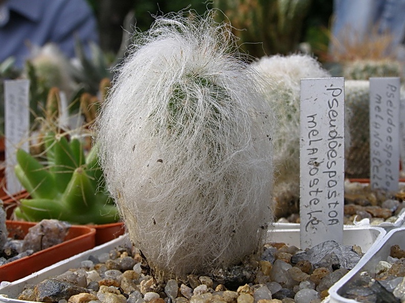 Espostoa melanostele (3241 відвідувань) Espostoa melanostele