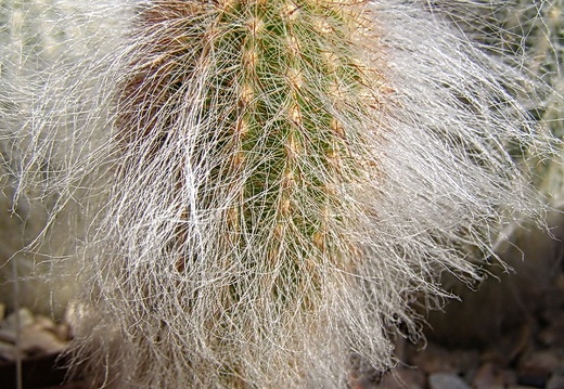 Espostoa ritteri (3163 відвідувань) Espostoa ritteri