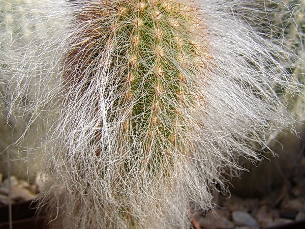 Espostoa ritteri (3164 відвідувань) Espostoa ritteri