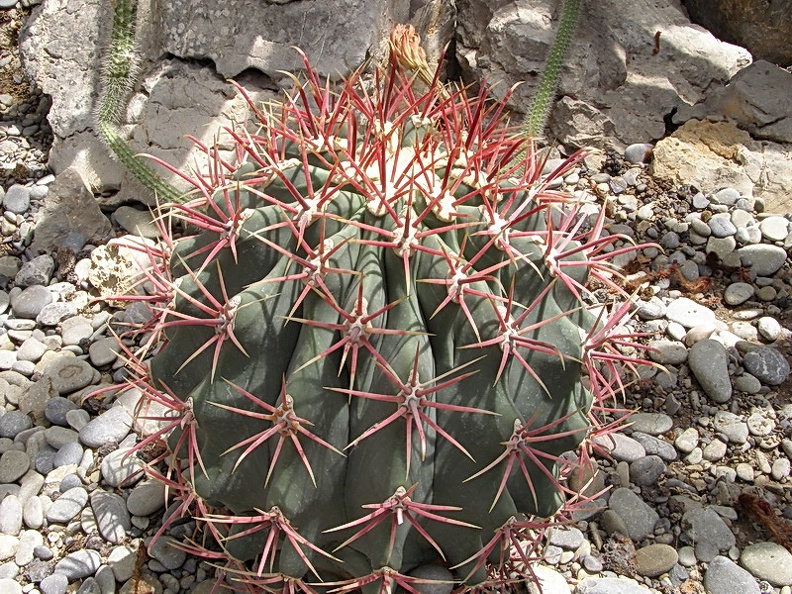 Ferocactus sp. (3703 відвідувань) Фото Дениса Кибенко (Запорожье). Растение из Никитског... Ferocactus sp.