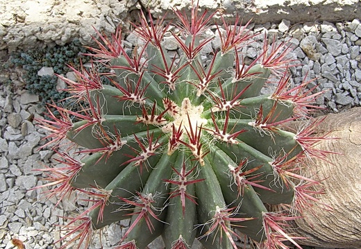 Ferocactus sp. (3894 відвідувань) Фото Дениса Кибенко (Запорожье). Растение из Никитског... Ferocactus sp.