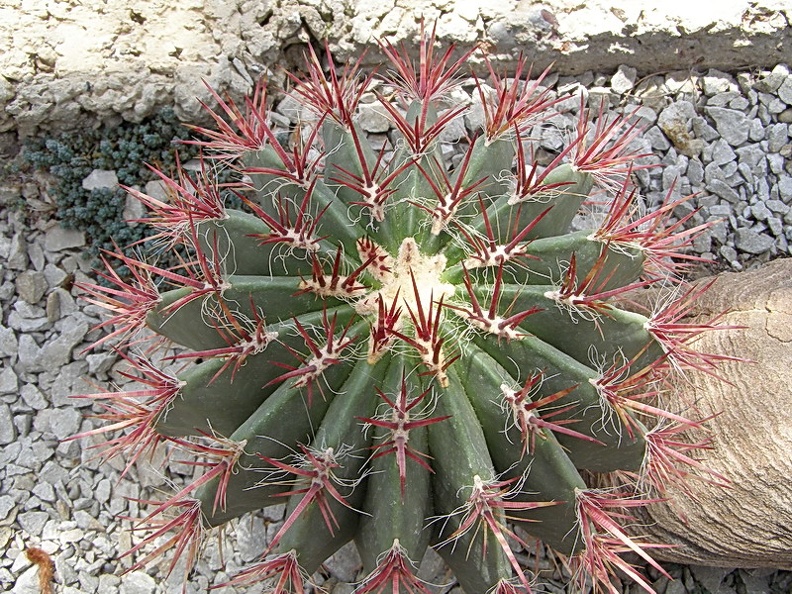 Ferocactus sp. (3893 відвідувань) Фото Дениса Кибенко (Запорожье). Растение из Никитског... Ferocactus sp.