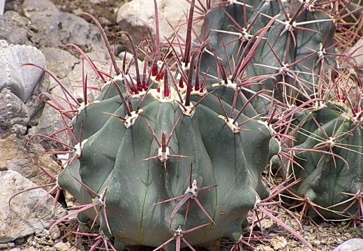 Ferocactus sp. (4035 відвідувань) Фото Дениса Кибенко (Запорожье). Растение из Никитског... Ferocactus sp.