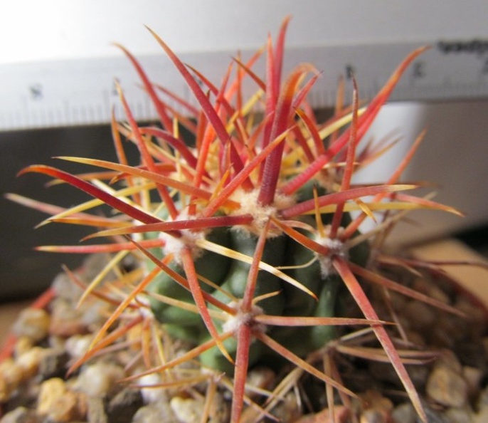 Ferocactus_chrysacanthus.JPG