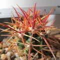 Ferocactus_chrysacanthus.JPG