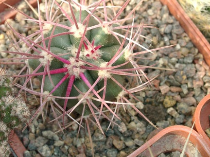 Ferocactus cylindraceus v tortulospinus (2149 відвідувань) Ferocactus cylindraceus v tortulospinus