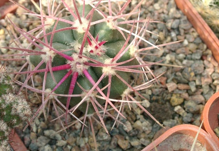 Ferocactus cylindraceus v tortulospinus (2148 відвідувань) Ferocactus cylindraceus v tortulospinus