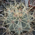 Ferocactus glaucescens (3166 відвідувань) Ferocactus glaucescens