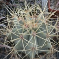 Ferocactus_glaucescens.jpg