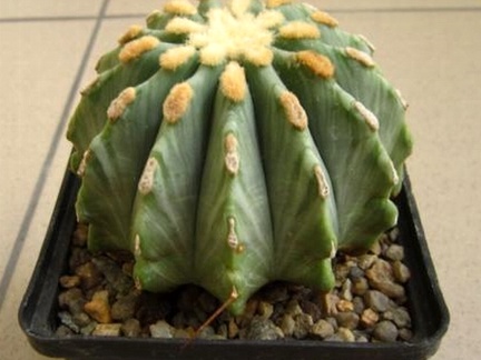 Ferocactus glaucescens fa inermis (2033 відвідувань) Ferocactus glaucescens fa inermis