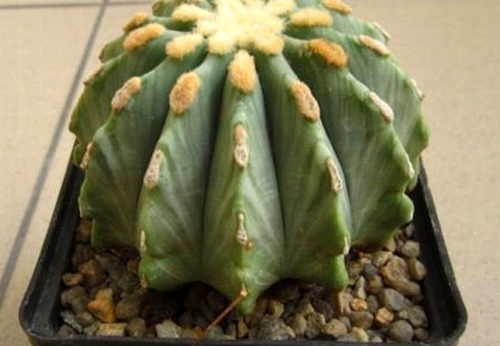 Ferocactus glaucescens fa inermis (2028 відвідувань) Ferocactus glaucescens fa inermis