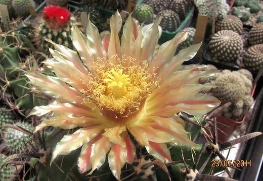 Ferocactus horridus Gurus FG (2045 відвідувань) Ferocactus horridus Gurus FG