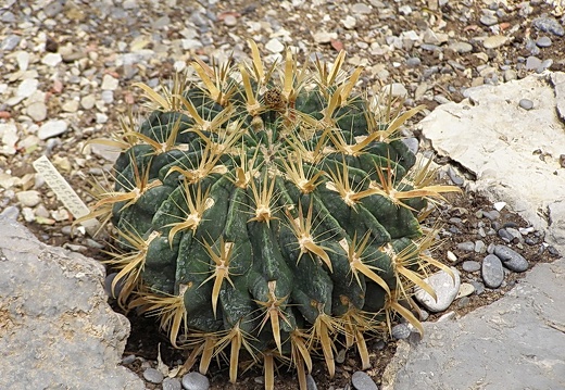 Ferocactus latispinus3 (2735 відвідувань) Ferocactus latispinus3