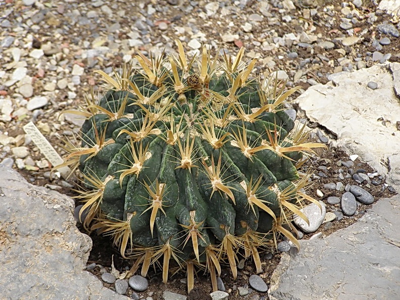 Ferocactus latispinus3 (2736 відвідувань) Ferocactus latispinus3