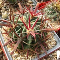 Ferocactus latispinus 001 (2463 відвідувань) Ferocactus latispinus 001