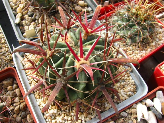 Ferocactus latispinus 001 (2466 відвідувань) Ferocactus latispinus 001
