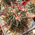 Ferocactus_latispinus_001.jpg