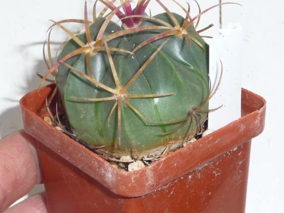 Ferocactus macrodiscus (1924 відвідувань) Ferocactus macrodiscus