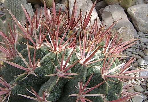 Ferocactus recurvus (2705 відвідувань) Ferocactus recurvus