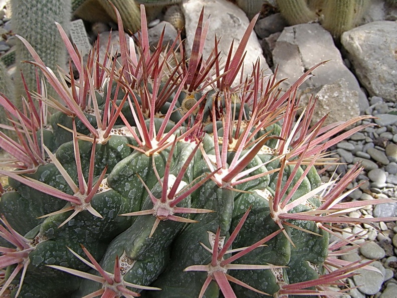 Ferocactus recurvus (2705 відвідувань) Ferocactus recurvus