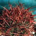 Ferocactus gracilis (3095 відвідувань) Фото и растение Арлена Александровича Буренкова (Киев... Ferocactus gracilis