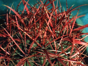 Ferocactus gracilis (3098 відвідувань) Фото и растение Арлена Александровича Буренкова (Киев... Ferocactus gracilis