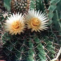Ferocactus horridus (3037 відвідувань) Фото и растение Александра и Сергея Червинко (Винница) Ferocactus horridus