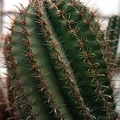 Ferocactus horridus (3087 відвідувань) Фото Юрия Пикуля (Киев). Растение агрофирмы "Квіти У�... Ferocactus horridus