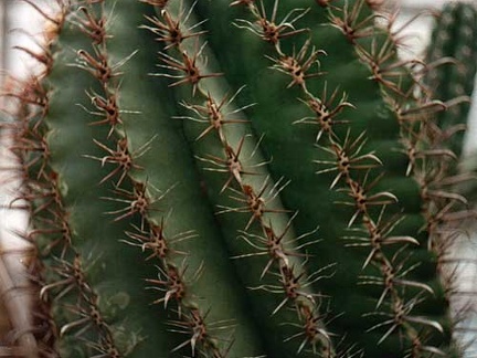 Ferocactus horridus (3089 відвідувань) Фото Юрия Пикуля (Киев). Растение агрофирмы "Квіти У�... Ferocactus horridus