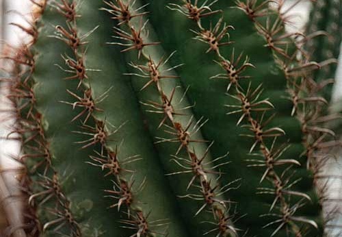 Ferocactus horridus (3087 відвідувань) Фото Юрия Пикуля (Киев). Растение агрофирмы "Квіти У�... Ferocactus horridus