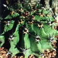horridus v brevispinus
