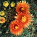 Ferocactus sp. (4017 відвідувань) Фото и растение Арлена Александровича Буренкова (Киев... Ferocactus sp.